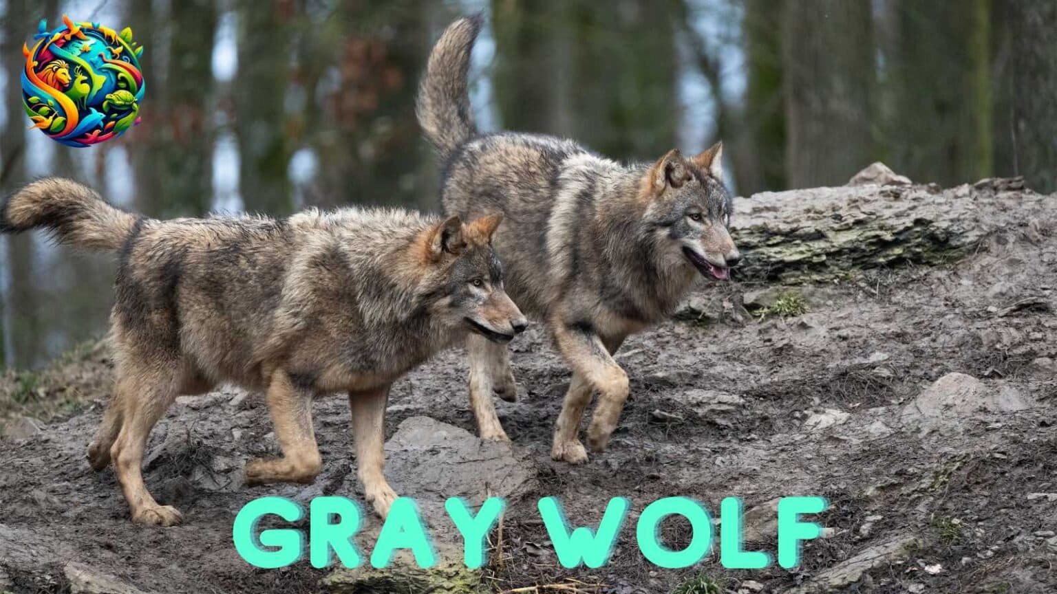 Gray Wolf: Apex Predator Of The Wild