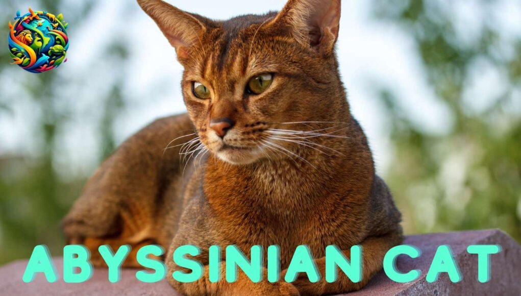 Abyssinian Cat