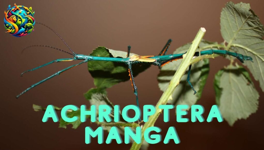 Achrioptera Manga