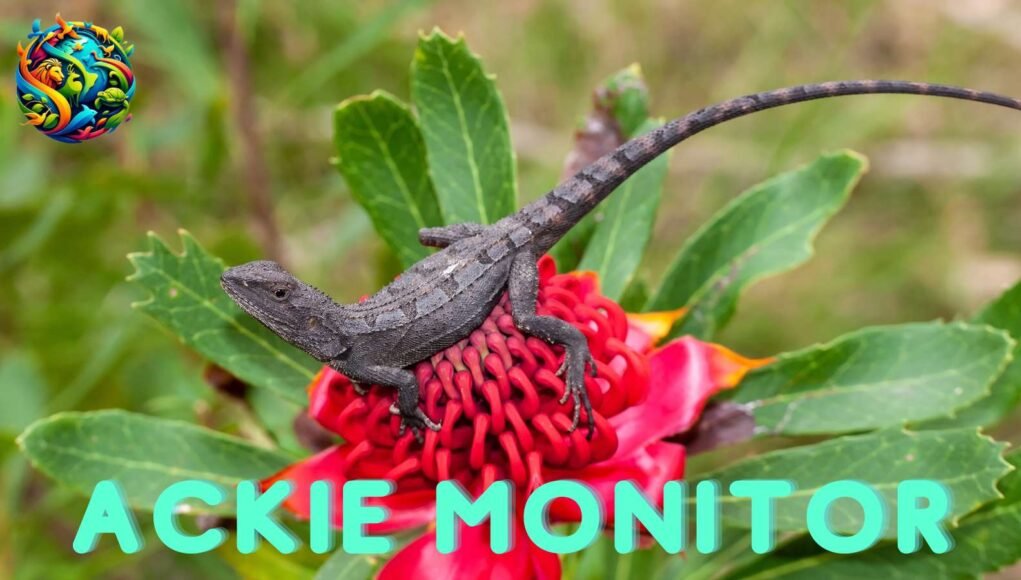 Ackie Monitor