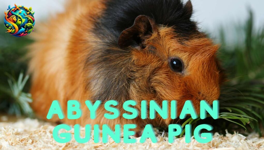 Abyssinian Guinea Pig