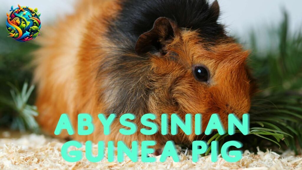 Abyssinian Guinea Pig