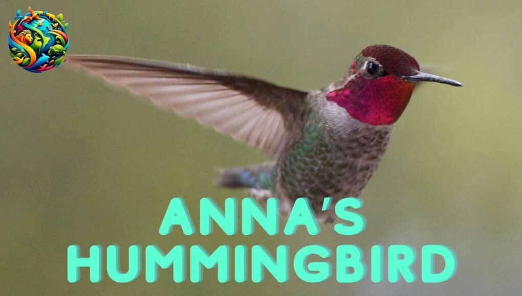 Annas Hummingbird