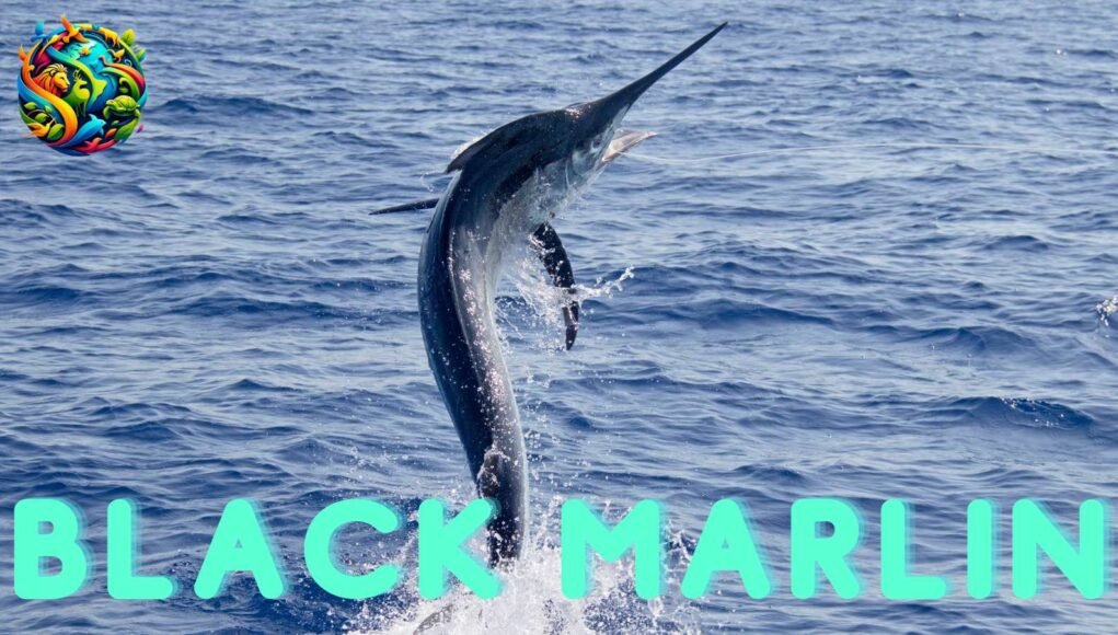 Black Marlin