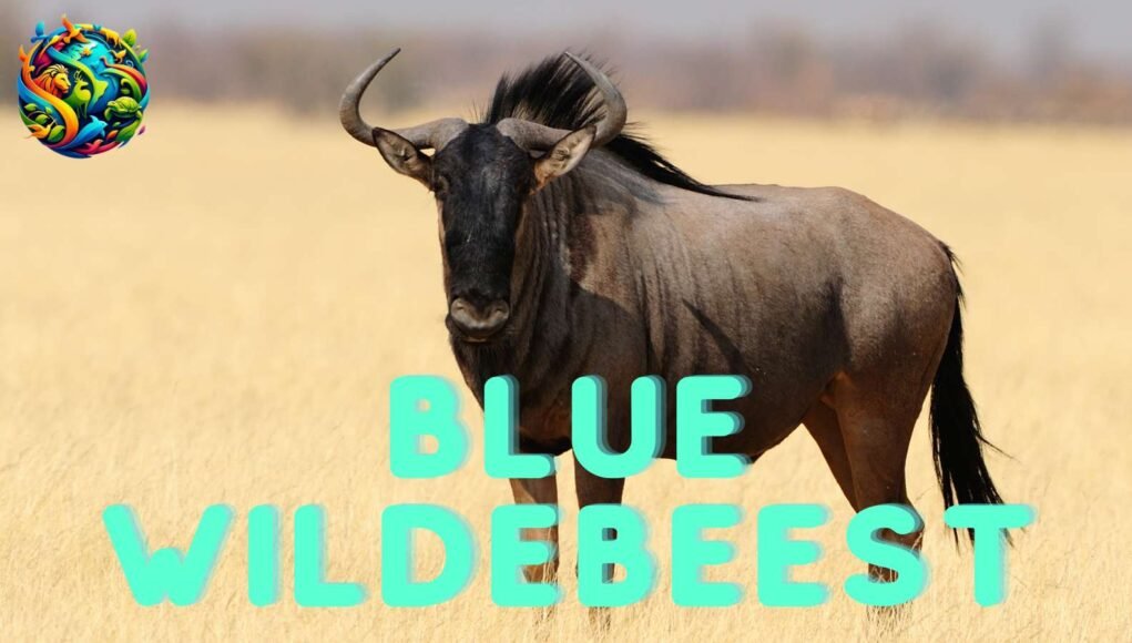 Blue Wildebeest