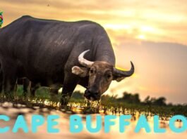 Cape Buffalo