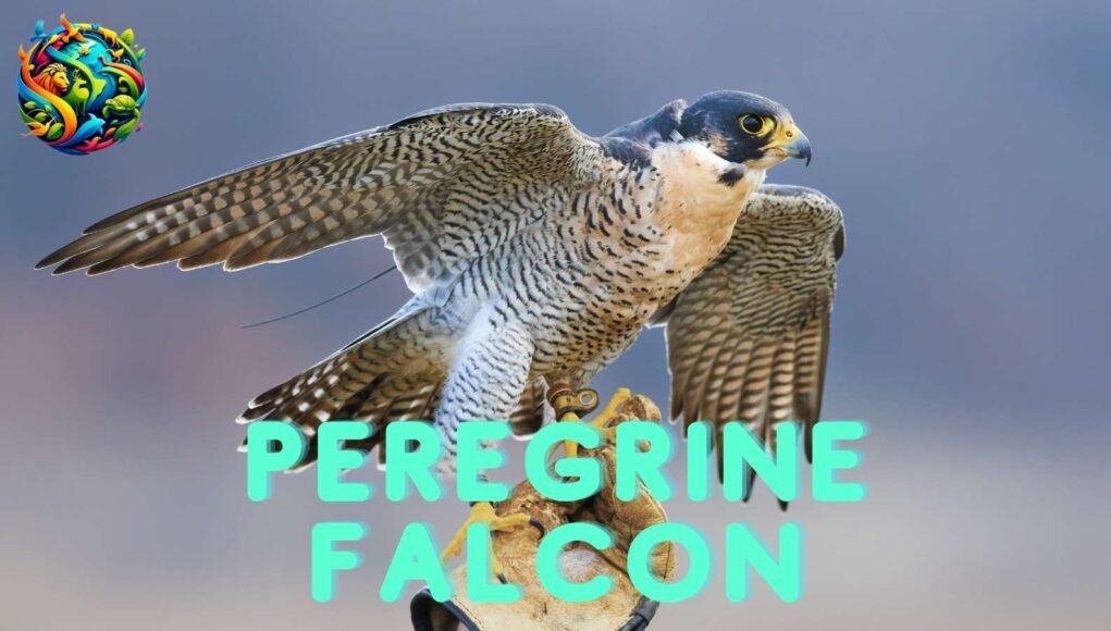 Peregrine Falcon