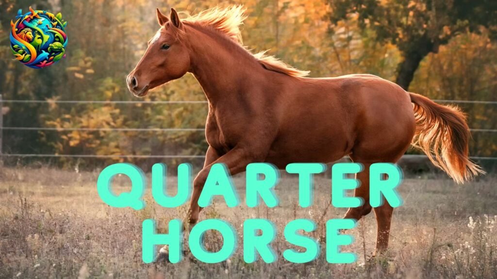 Quarter Horse