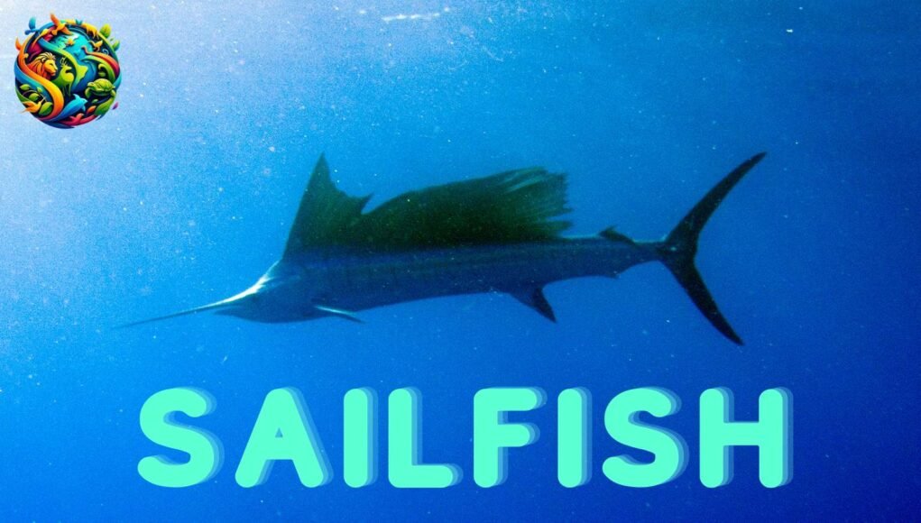 Sailfish