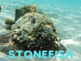 Stonefish