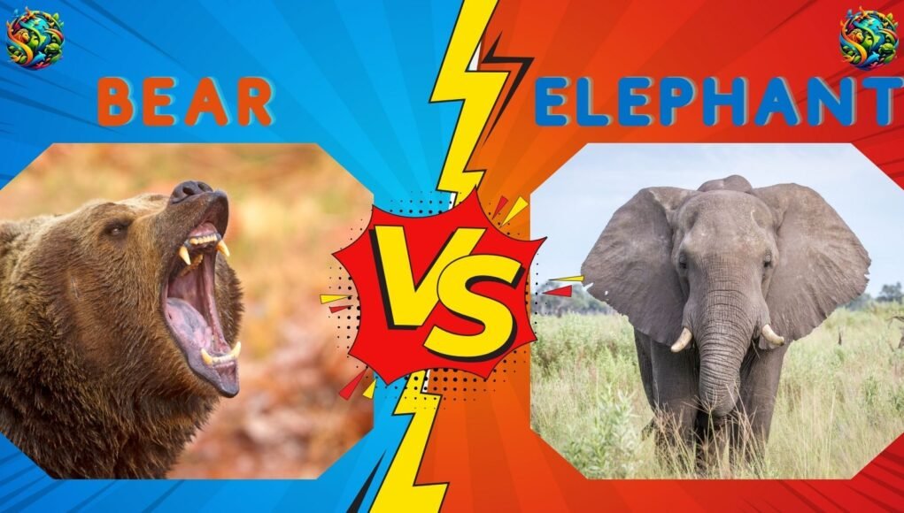 bear vs Elephant