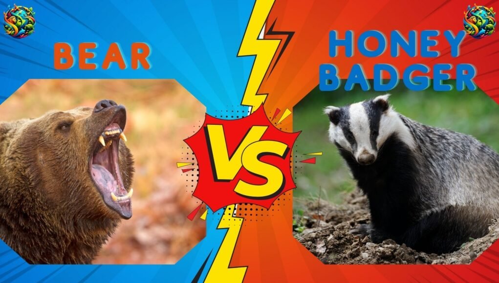 bear vs Honey Badger