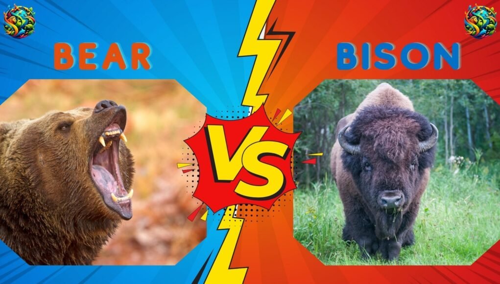 bear vs bison