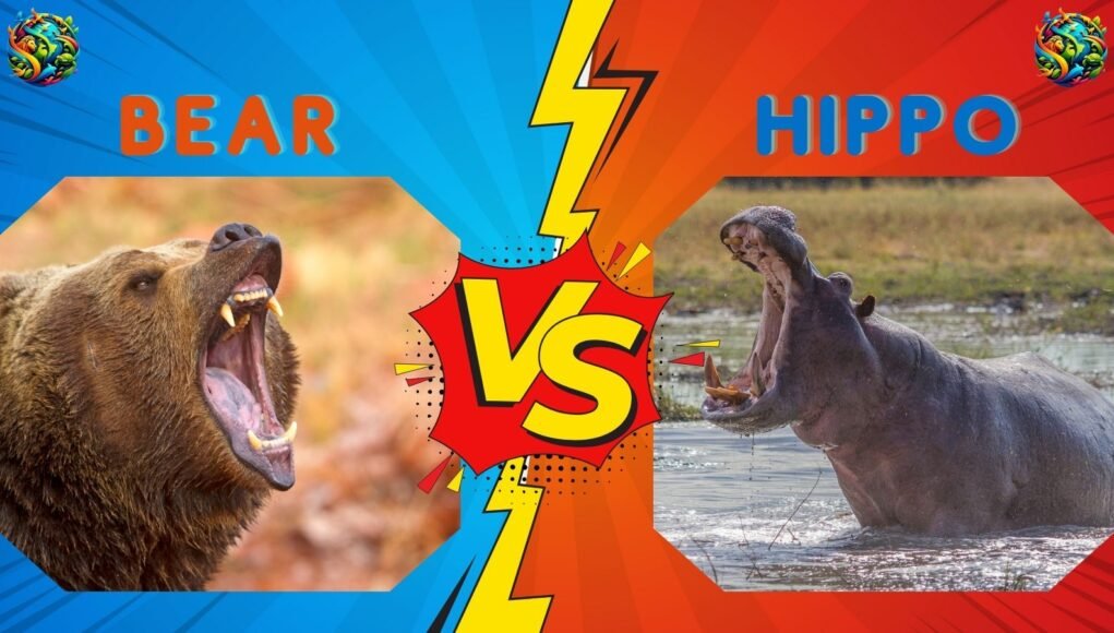 bear vs hippo