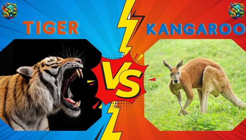 tiger vs Kangaroo