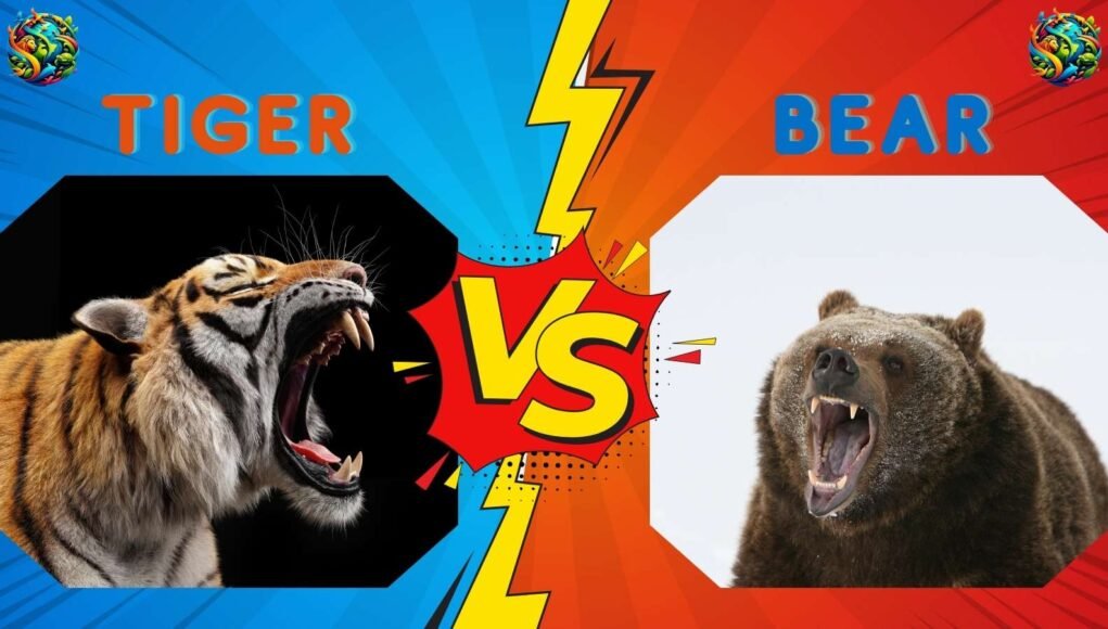 tiger vs bear