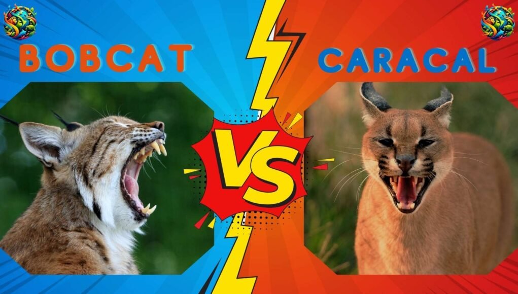 bobcat vs caracal