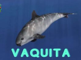 vaquita