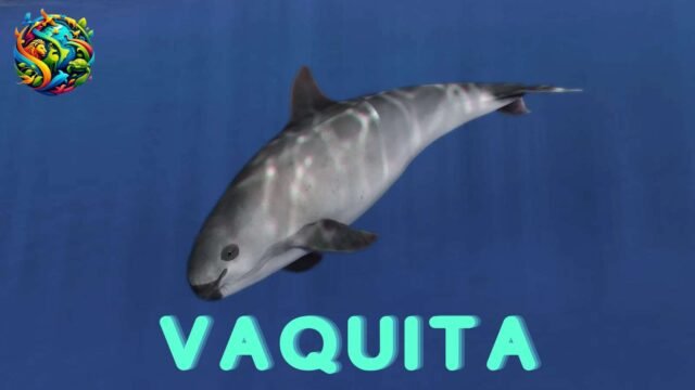 vaquita
