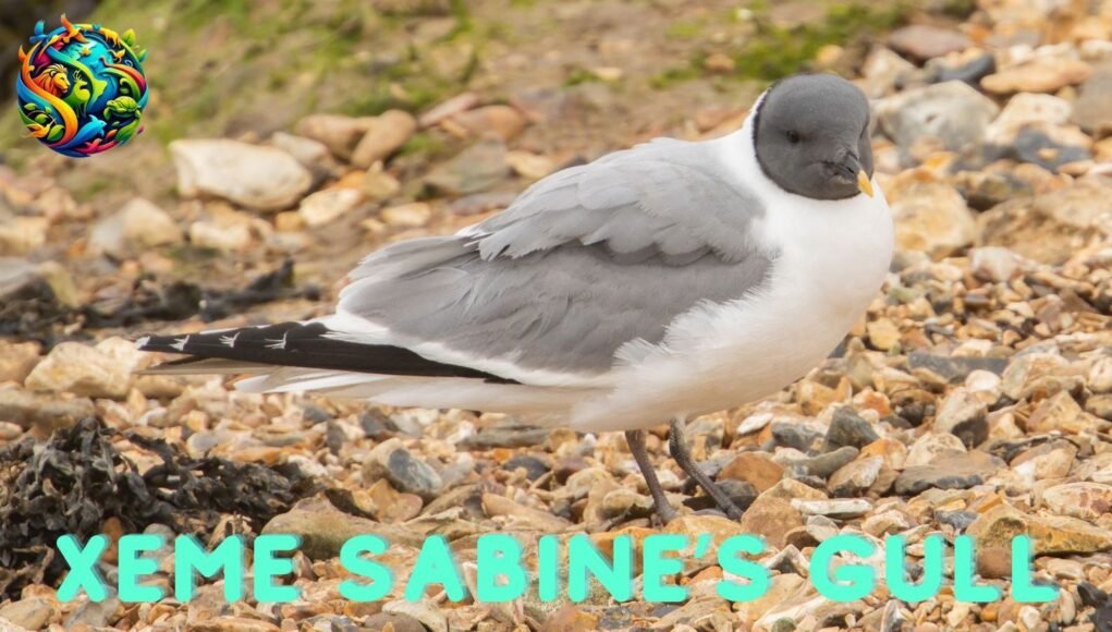 Xeme Sabine Gull