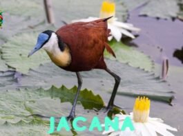 jacana