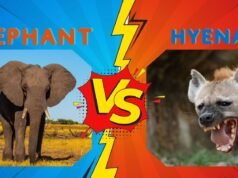 Elephant Vs Hyena: Ultimate Showdown of Strength & Strategy! elephant vs hyena