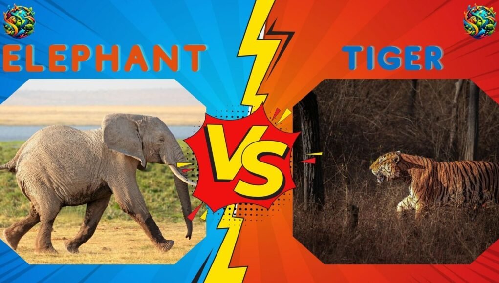 elephant-vs-tiger elephant vs tiger