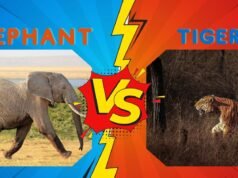 Elephant vs Tiger: Who Would Win in the Ultimate Battle of Strength and Strategy? elephant vs tiger